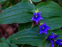 Schwalbenwurz Enzian